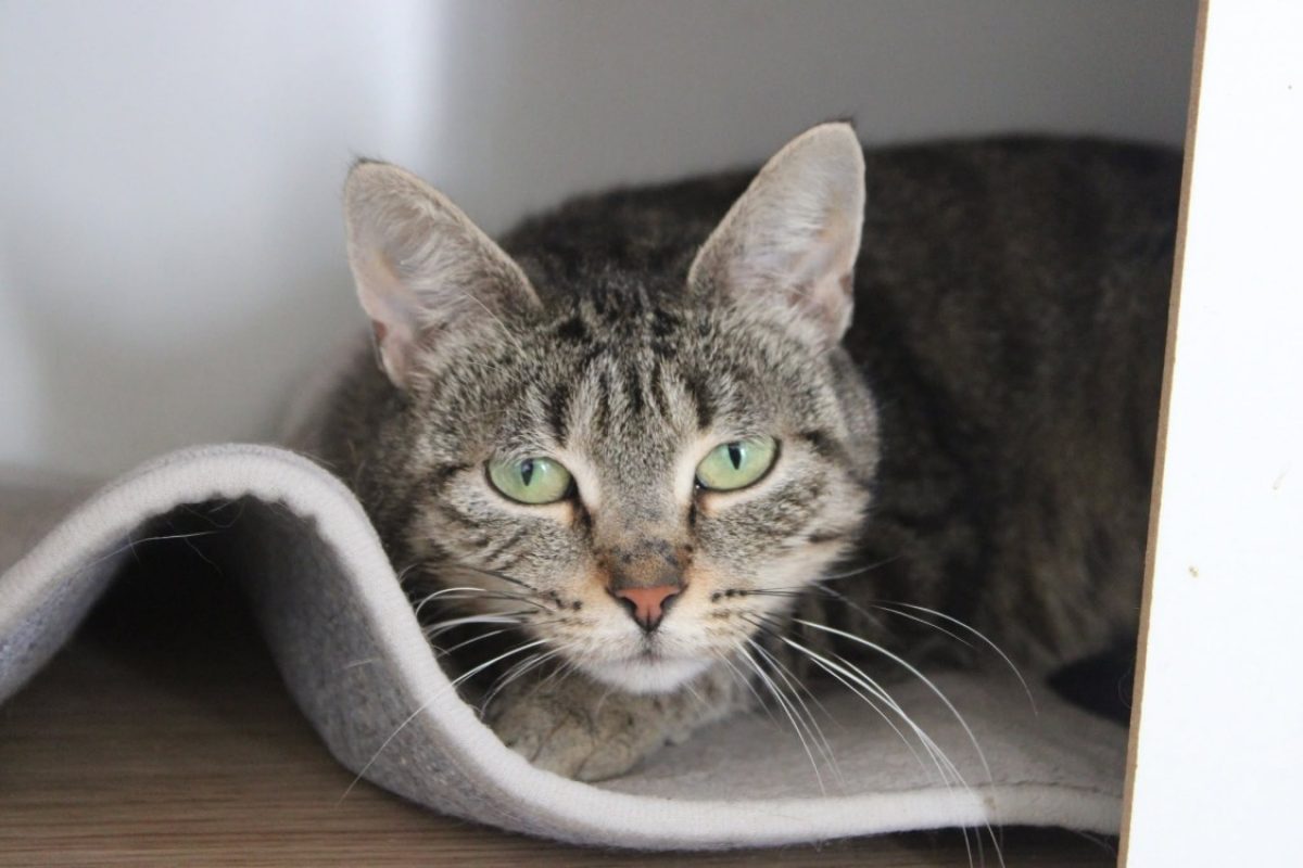Bérengère - Chat Européen à adopter