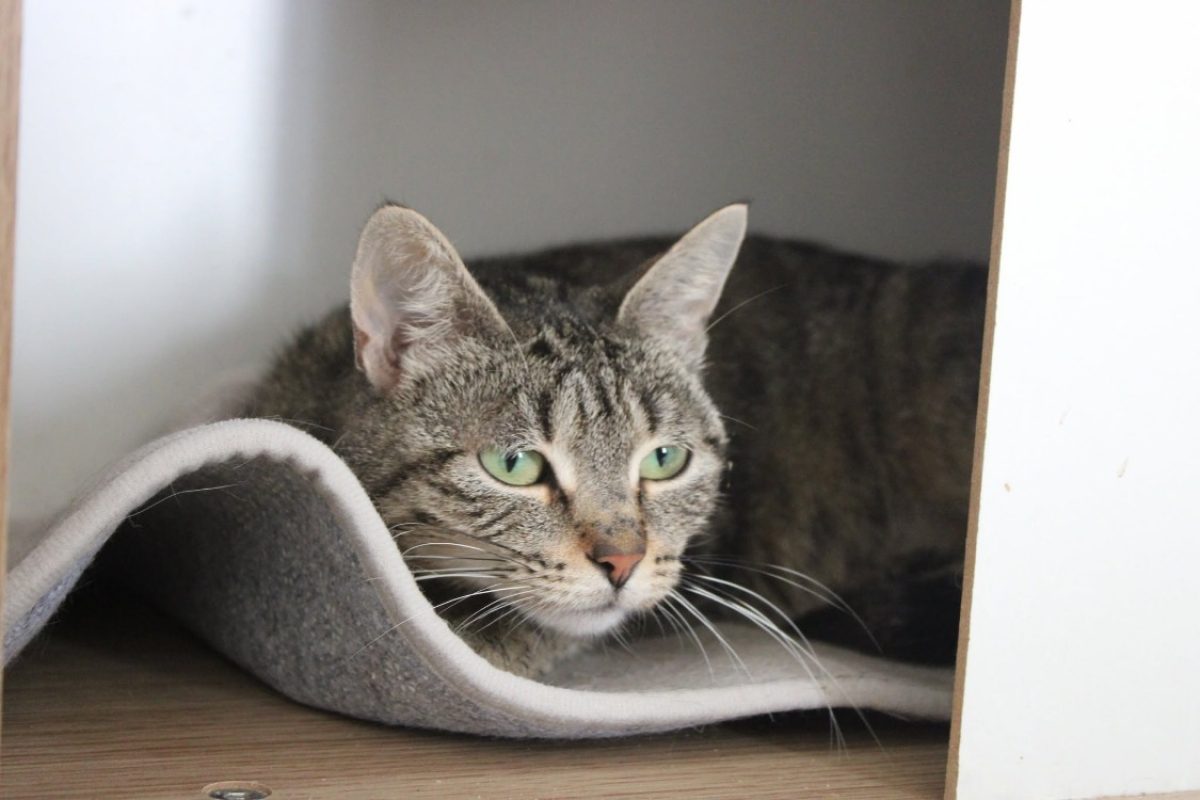 Bérengère - Chat Européen à adopter - photo 2