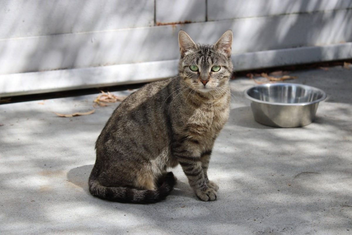 Bérengère - Chat Européen à adopter - photo 3