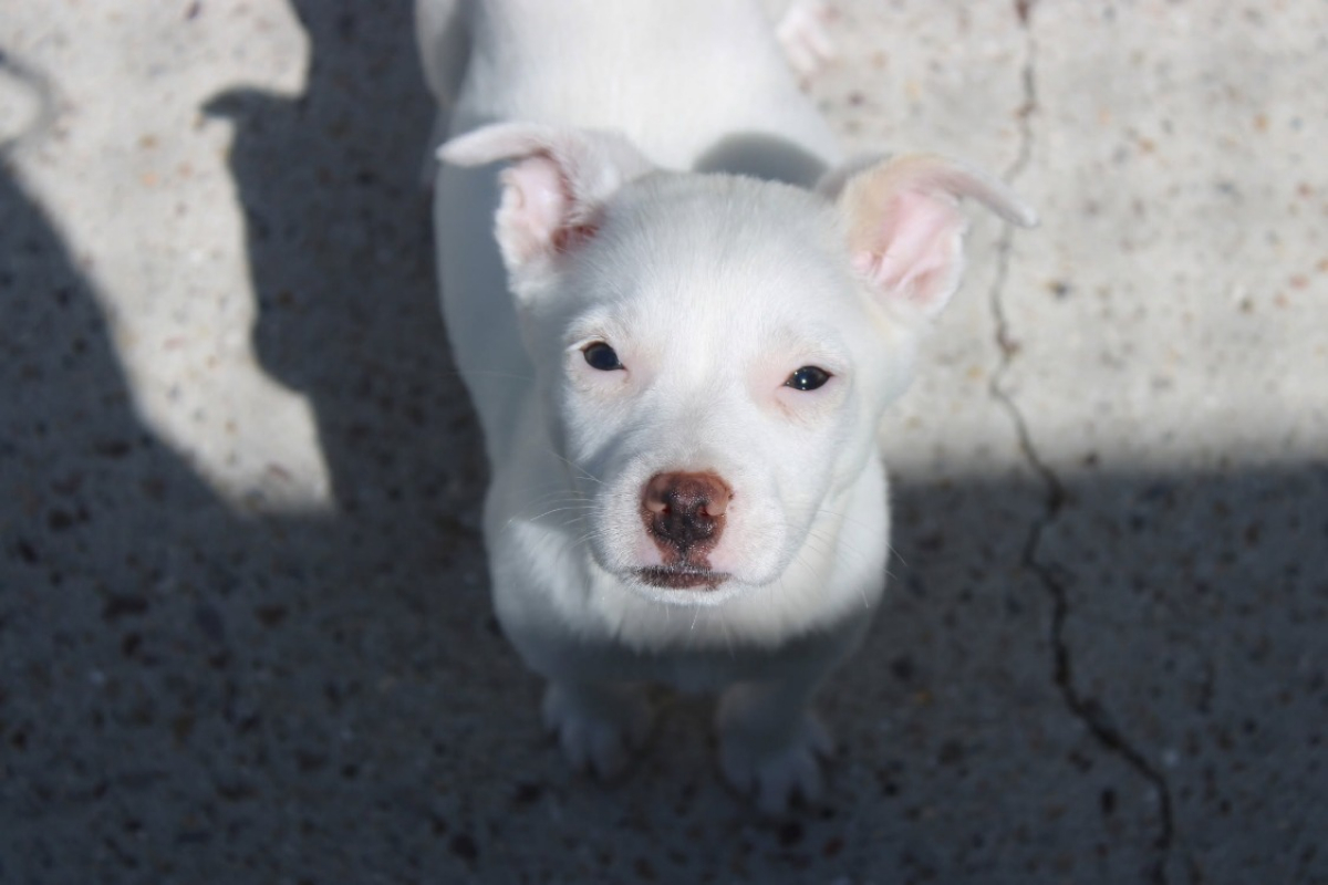 Photo #1 de Dolce