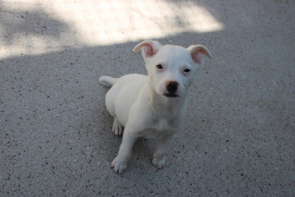 Photo #2 de Dolce