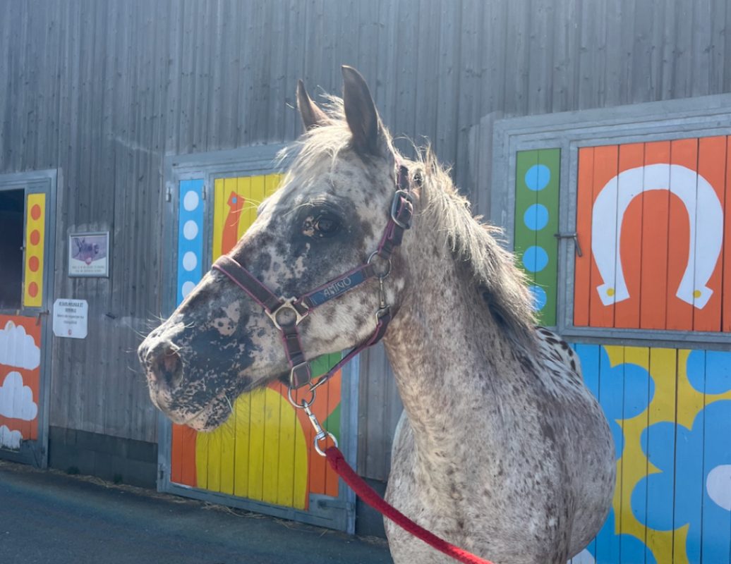 Wakam - Equidé Poney à adopter