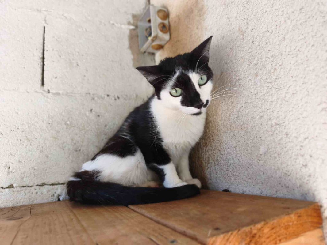 Lindt - Chat Européen à adopter