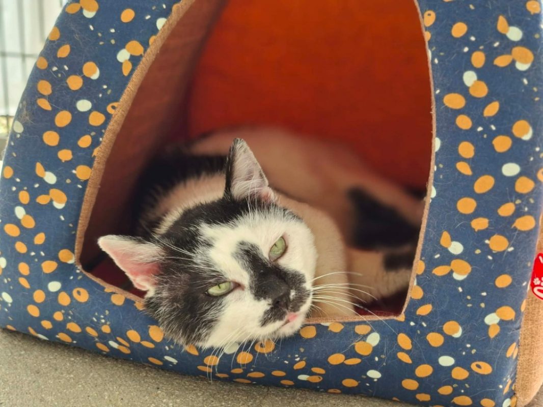 Donald - Chat Européen à adopter