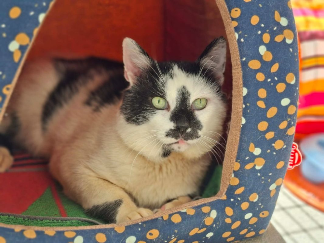 Donald - Chat Européen à adopter - photo 2
