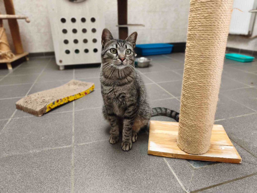 MÉo - Chat Européen à adopter