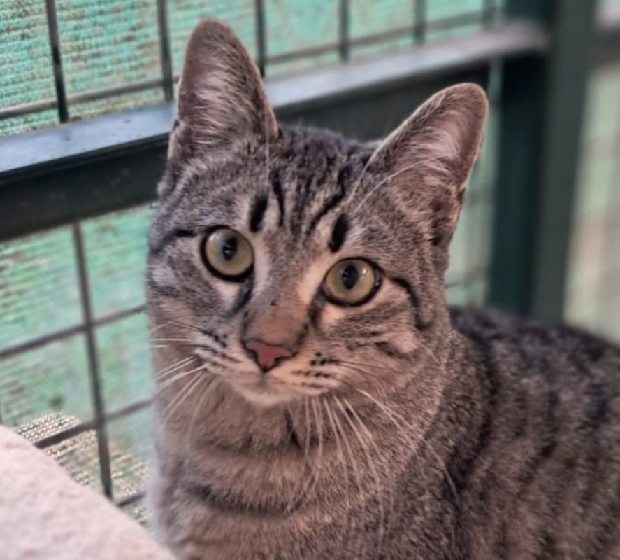 MÉo - Chat Européen à adopter - photo 6
