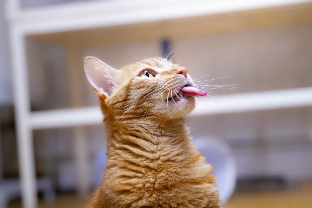 Bali - Chat Européen à adopter