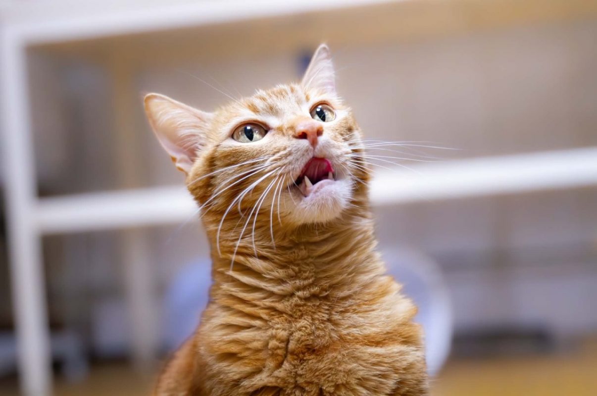 Bali - Chat Européen à adopter - photo 4
