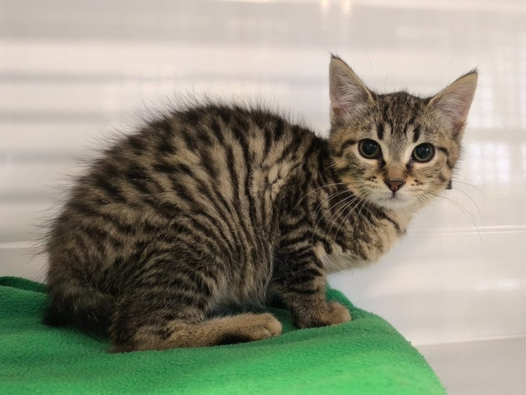 Pikoto - Chat Européen à adopter