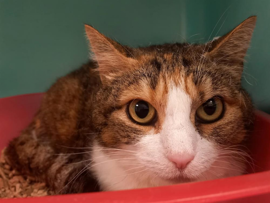 Photo #1 de Merlot qct