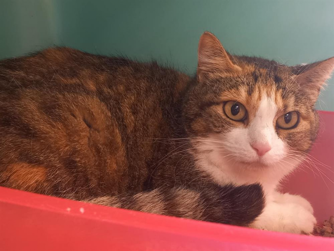 Photo #2 de Merlot qct