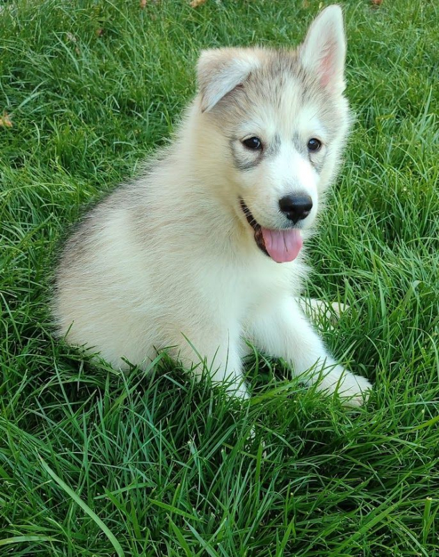 Photo #5 de HURLEY