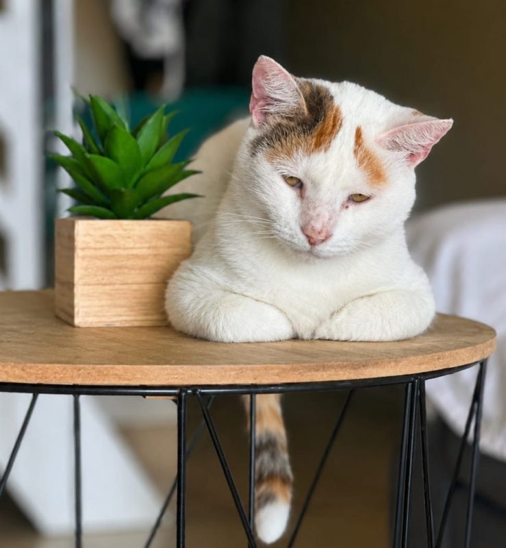 PARIS - Chat à adopter - photo 2