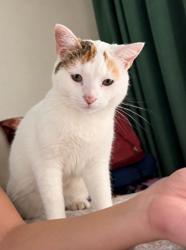 PARIS - Chat à adopter - photo 2