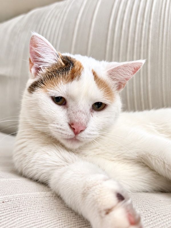 PARIS - Chat à adopter