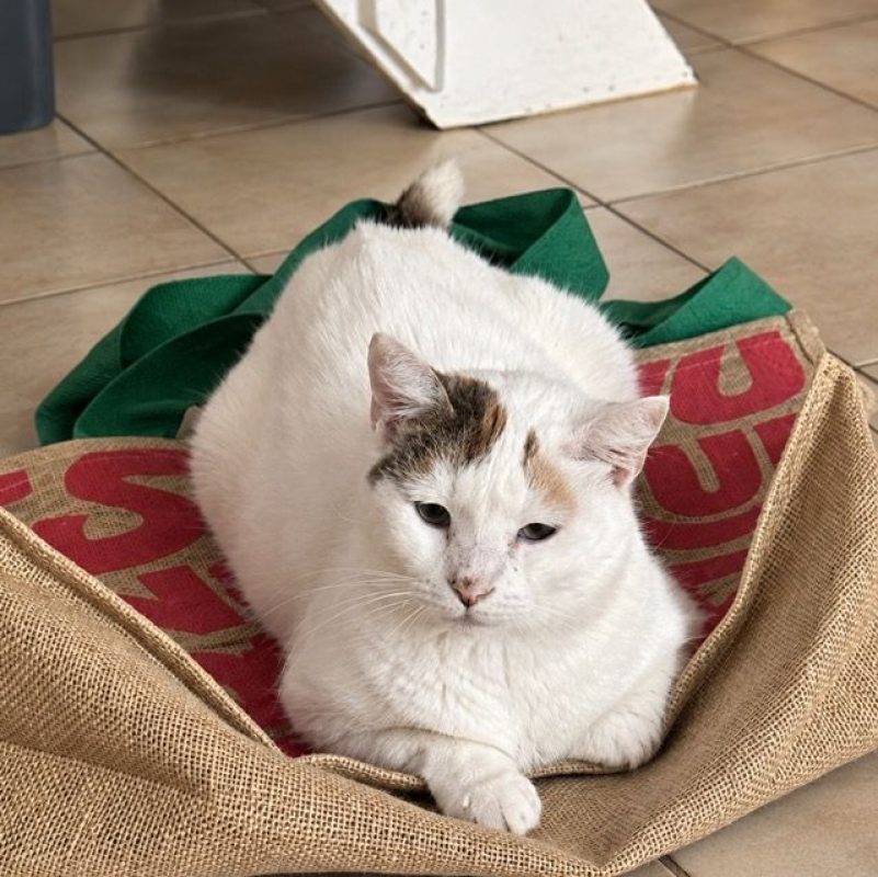 PARIS - Chat à adopter - photo 5