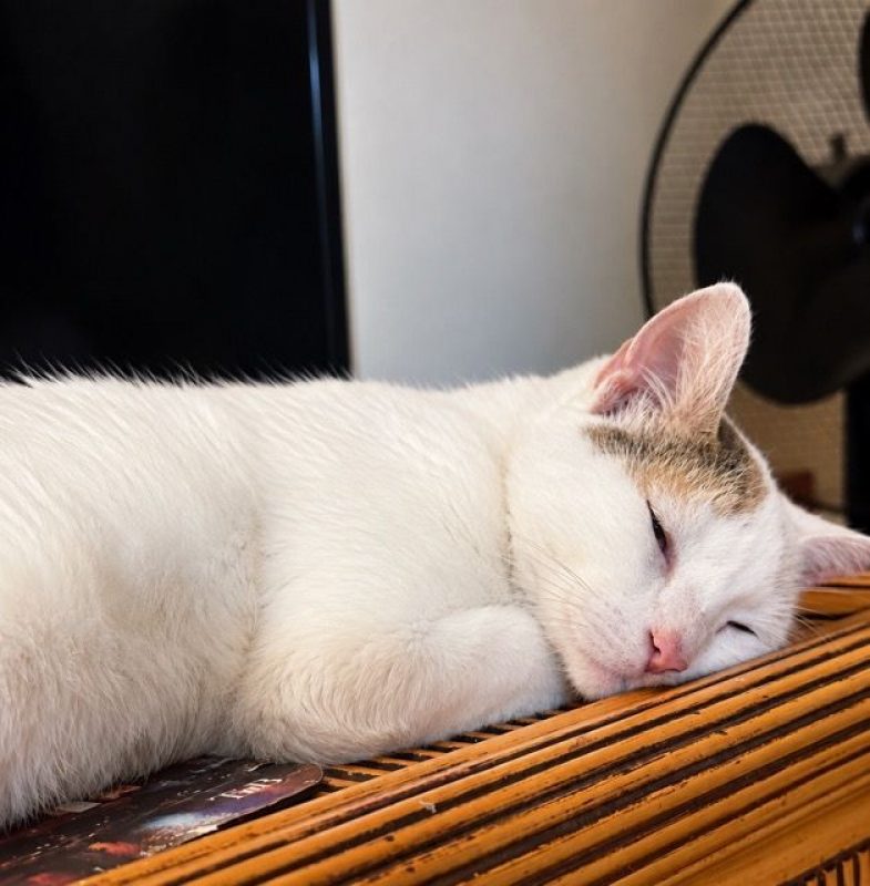 PARIS - Chat à adopter - photo 6