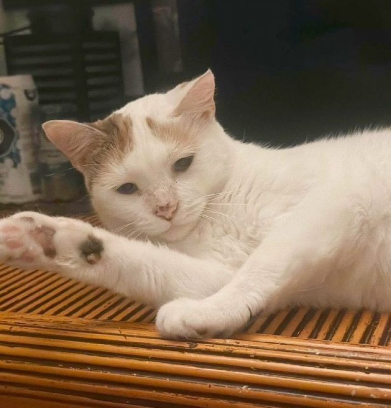 PARIS - Chat à adopter
