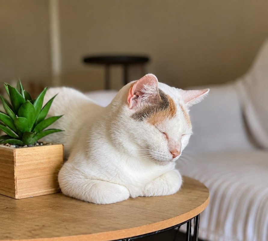 PARIS - Chat à adopter - photo 6