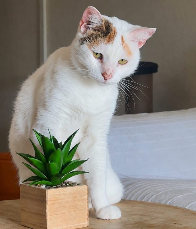 PARIS - Chat à adopter - photo 4