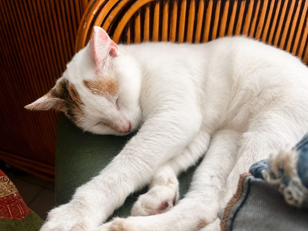 PARIS - Chat à adopter - photo 3