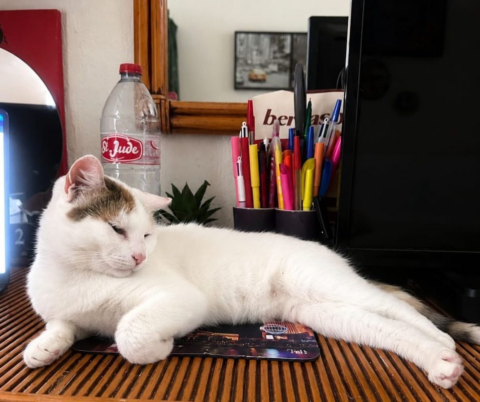 PARIS - Chat à adopter - photo 5
