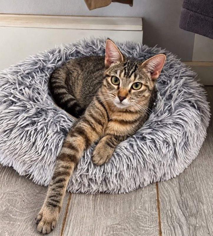 KATE - Chat Européen à adopter - photo 3