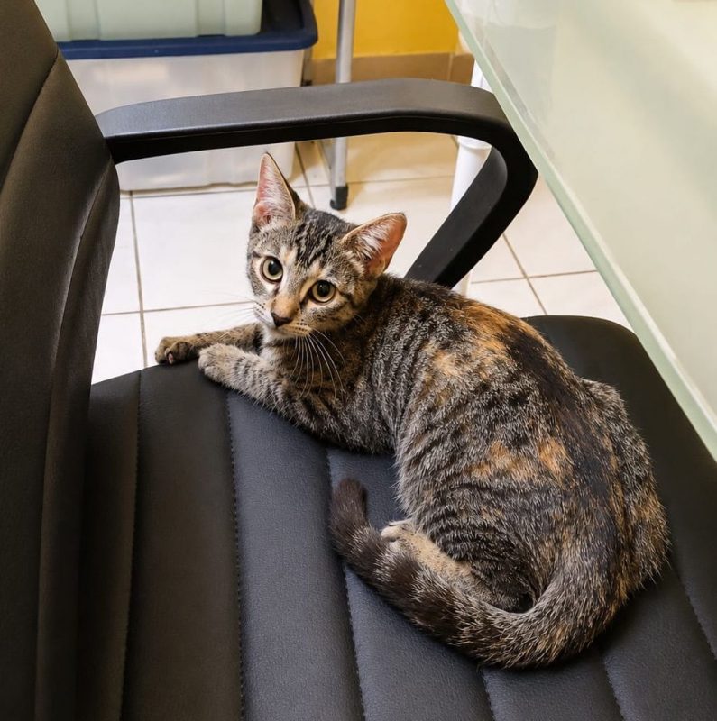 KATE - Chat à adopter - photo 3