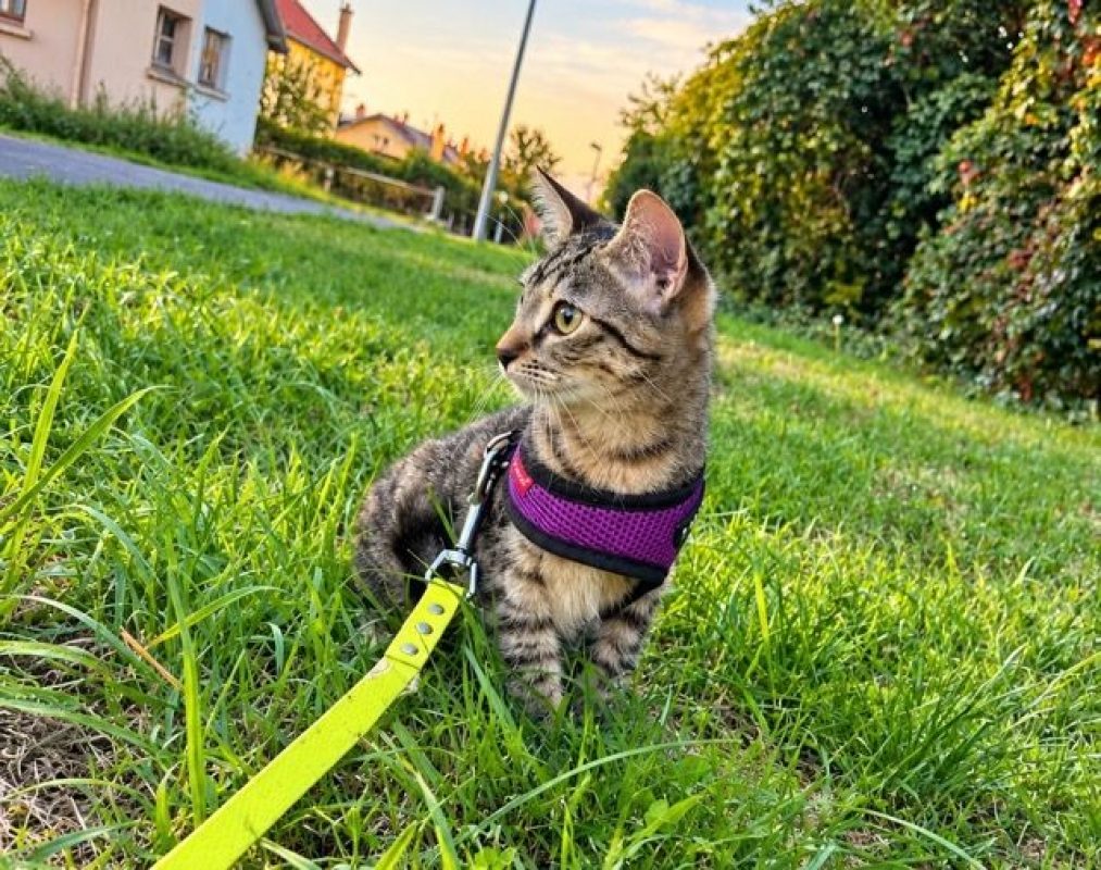 KATE - Chat Européen à adopter - photo 2