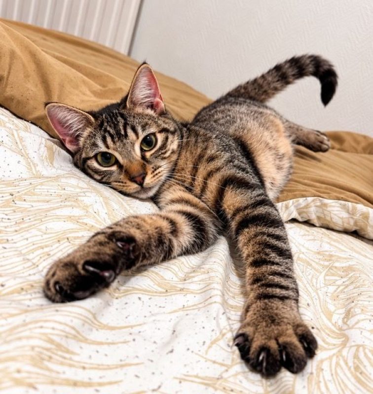 KATE - Chat Européen à adopter - photo 5
