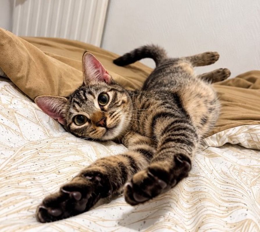 KATE - Chat Européen à adopter - photo 4