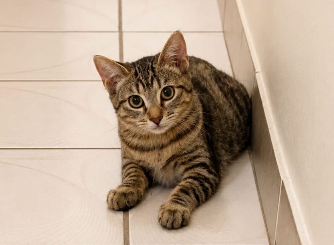 KATE - Chat à adopter