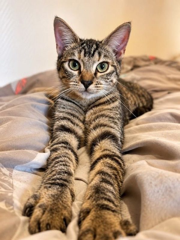 KATE - Chat Européen à adopter - photo 7