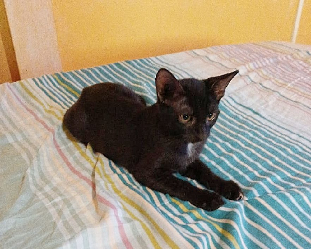 Photo #4 de BLACKY