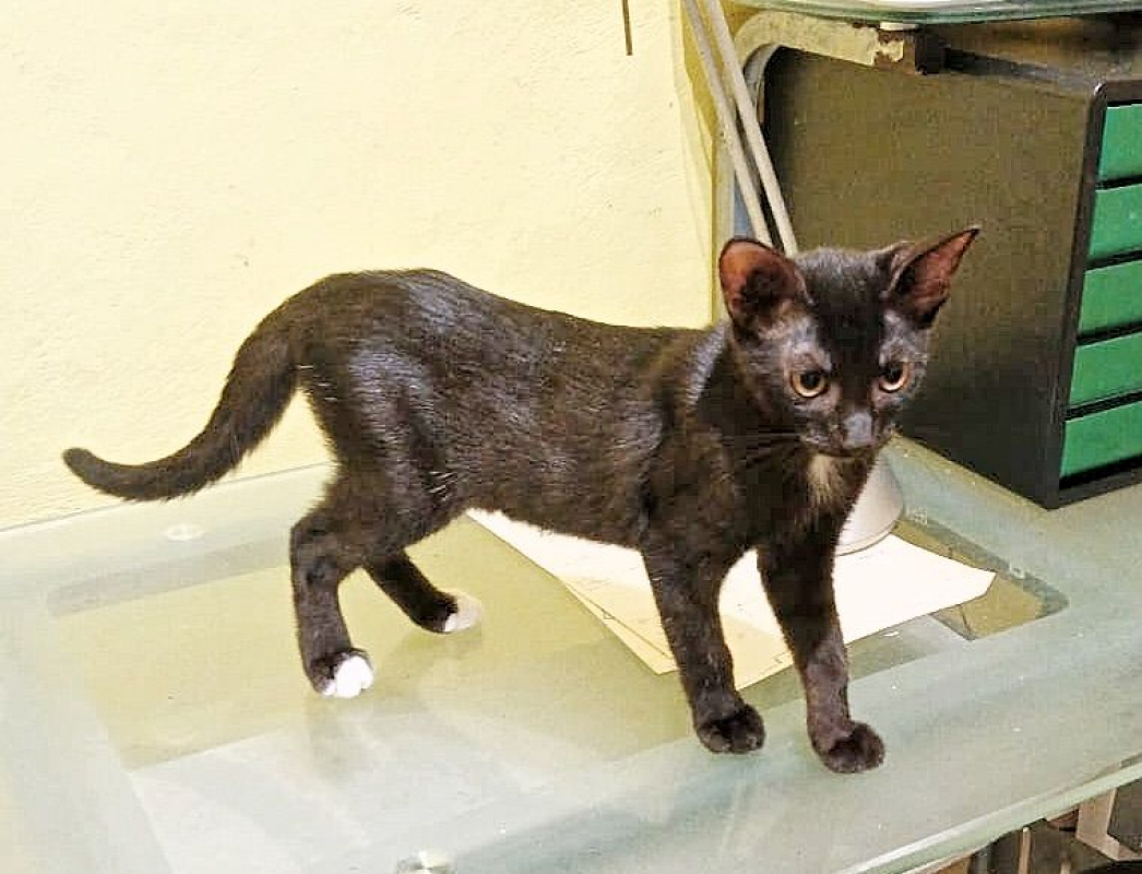 Photo #1 de BLACKY