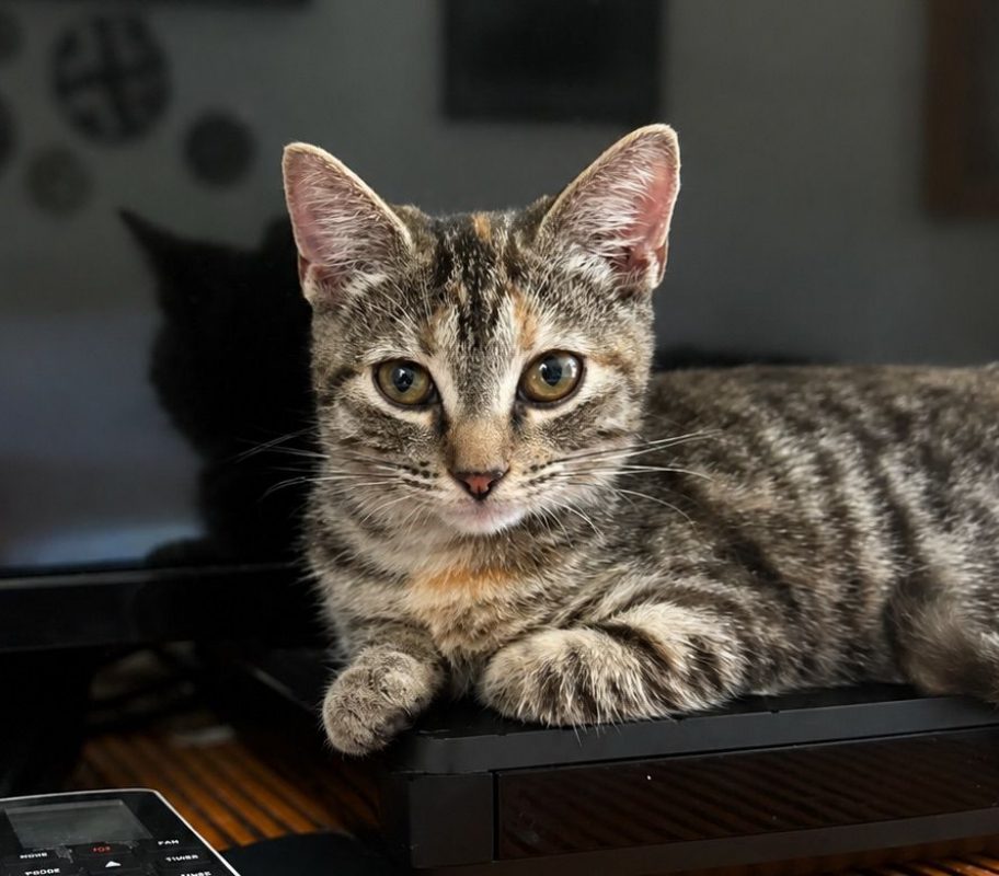 LINE - Chat à adopter - photo 4