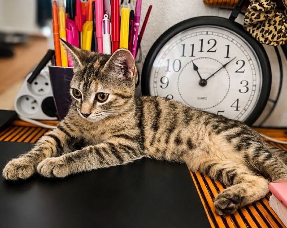 LINE - Chat à adopter - photo 2