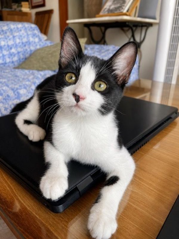 CHARMA - Chat à adopter