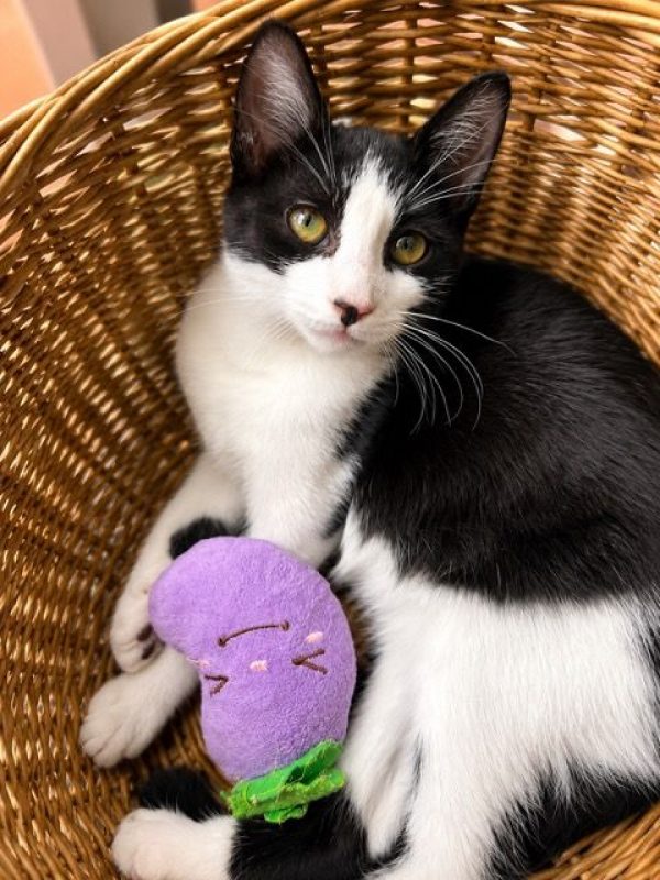 CHARMA - Chat à adopter - photo 6