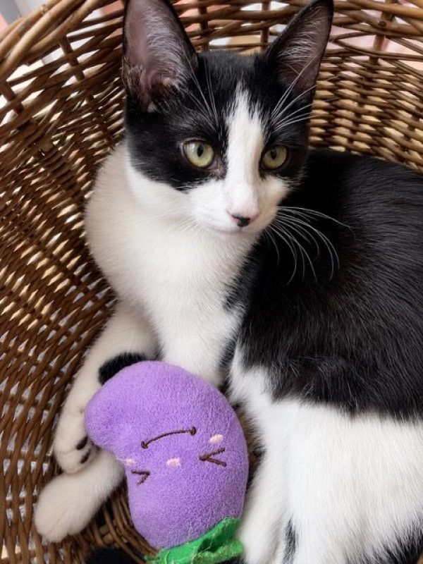 CHARMA - Chat à adopter - photo 5