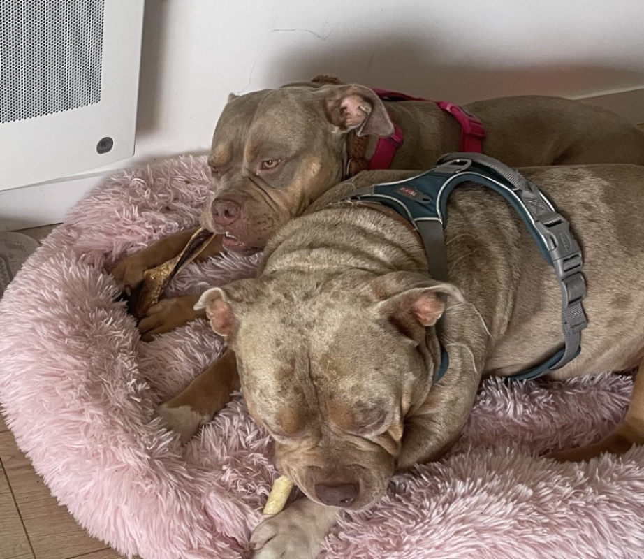 Photo de Blysse - adoption duo avec bulma