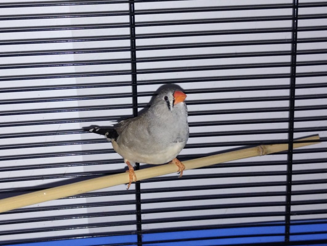 Pioupioute - Oiseau à adopter