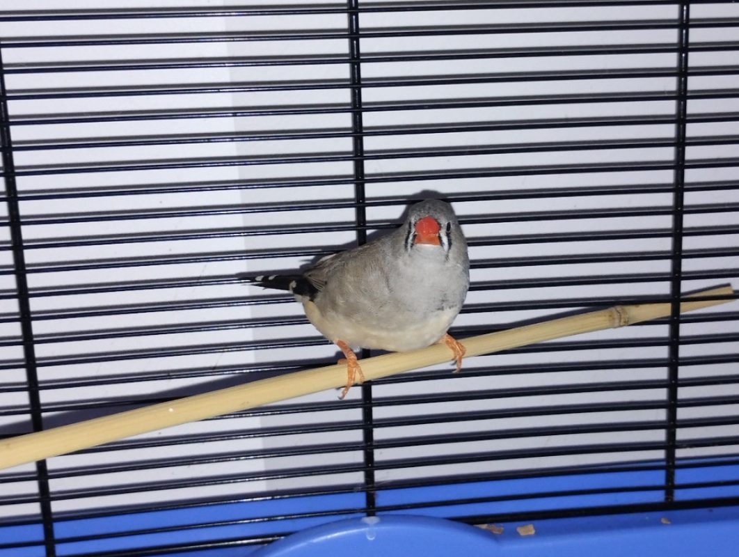 Pioupioute - Oiseau à adopter - photo 2