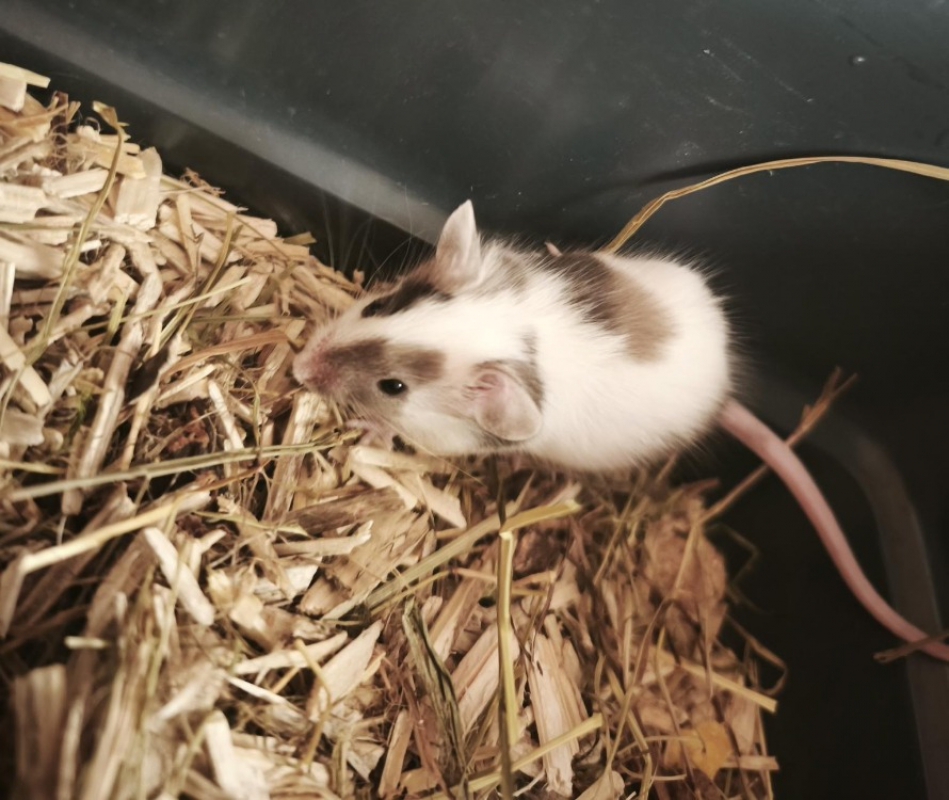 Photo de Caramel
