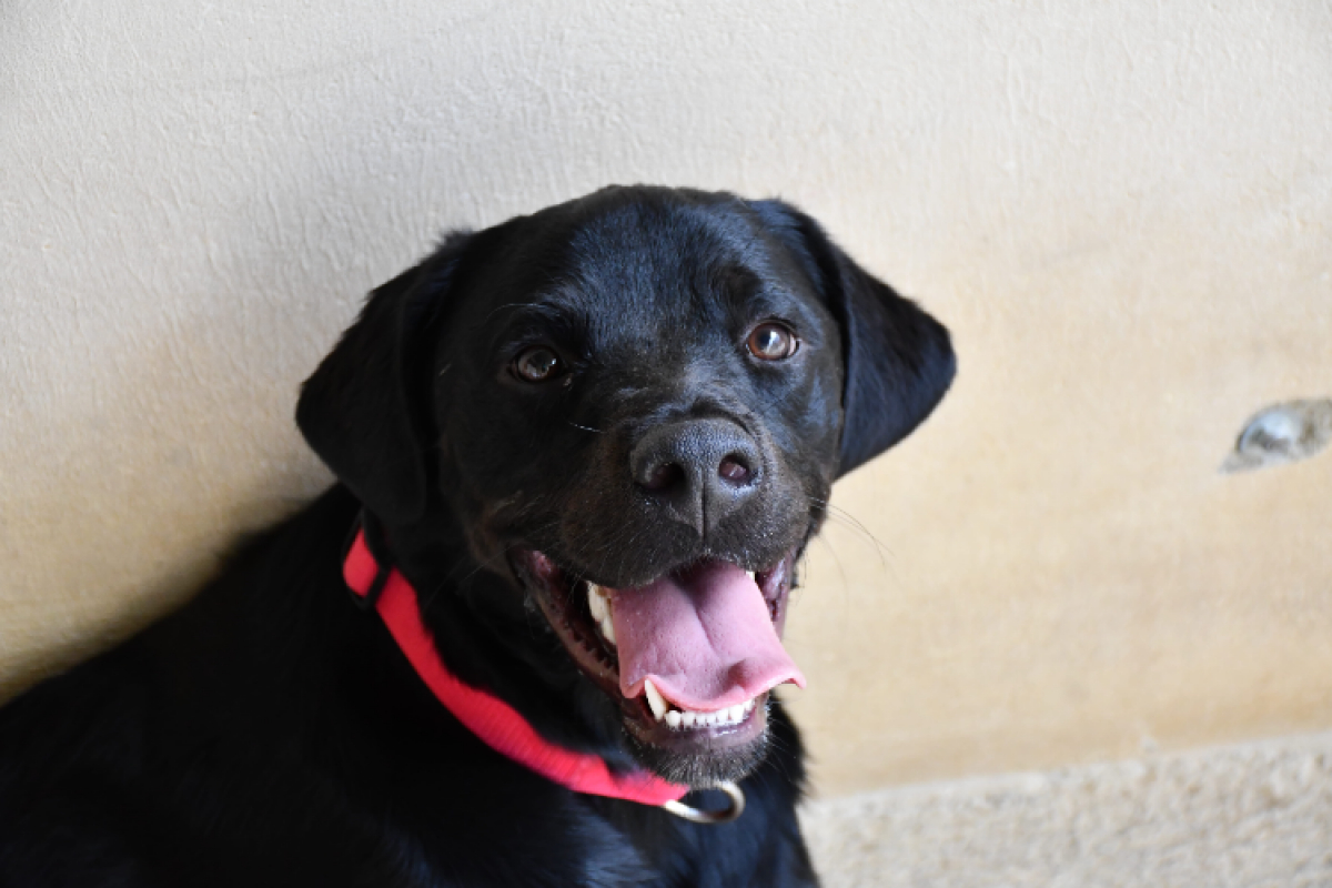 Photo #1 de Bagheera