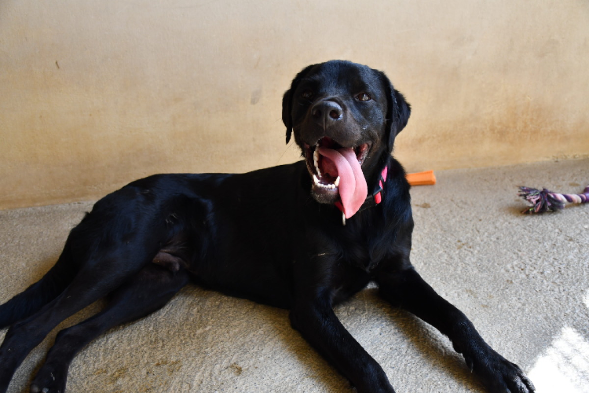Photo #2 de Bagheera