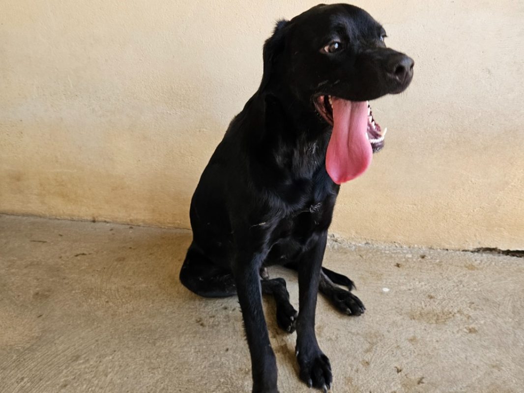 Photo #3 de Bagheera