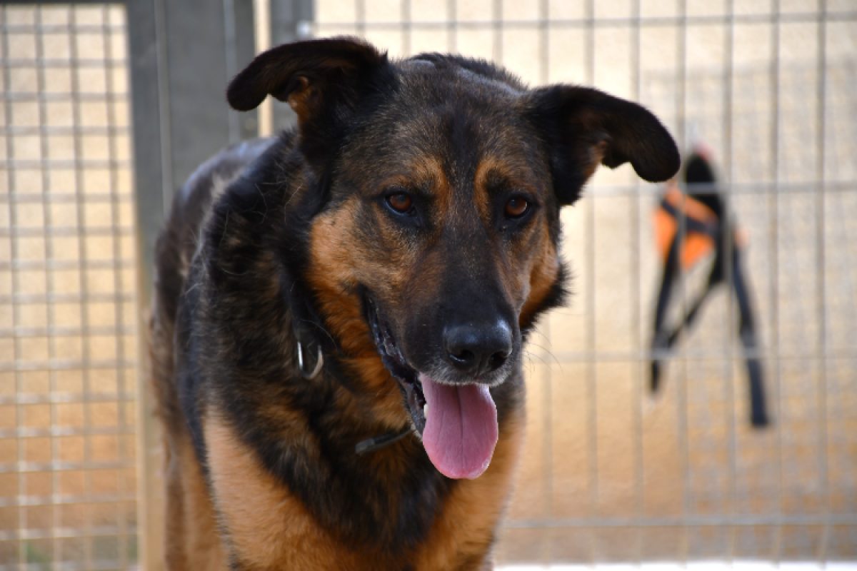 Pako - Chien Berger Allemand à adopter