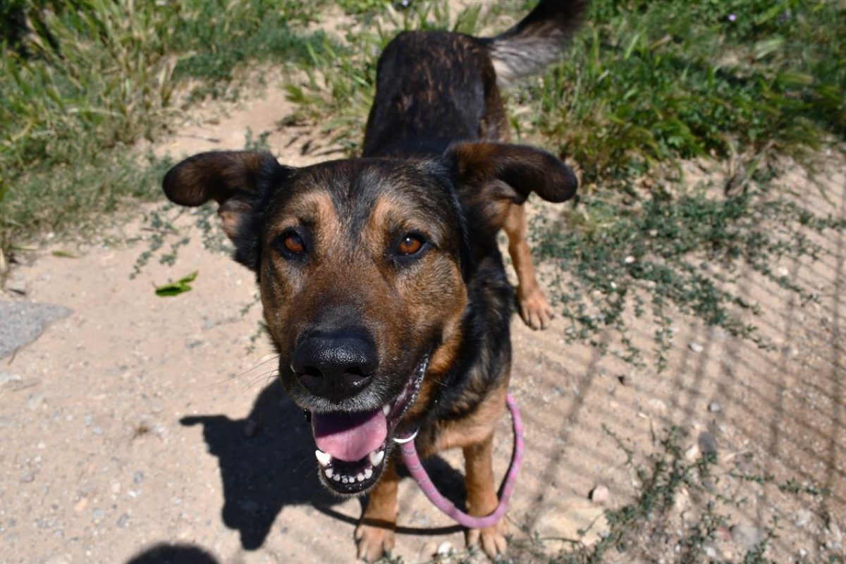 Pako - Chien Berger Allemand à adopter - photo 2